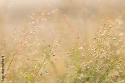 beautiful flowers of grass with warm tone for background design