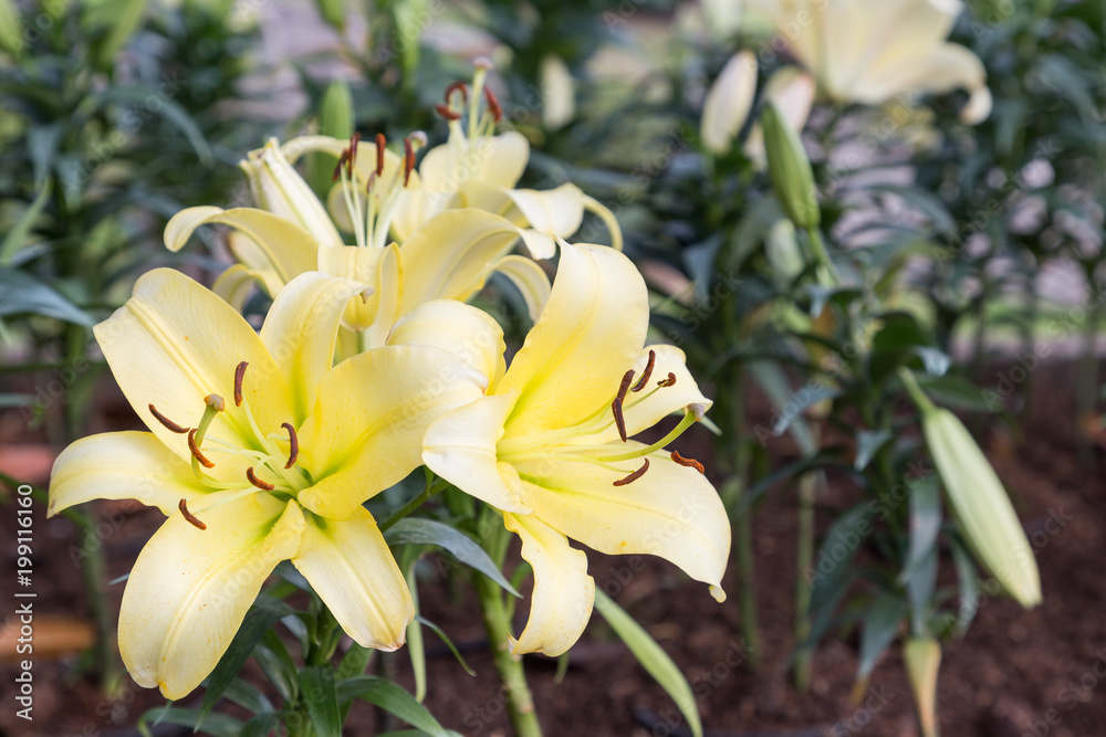 Obraz premium Lily flower and green leaf background in garden at sunny summer or spring day for postcard beauty decoration and agriculture concept design. Lily Lilium hybrids.