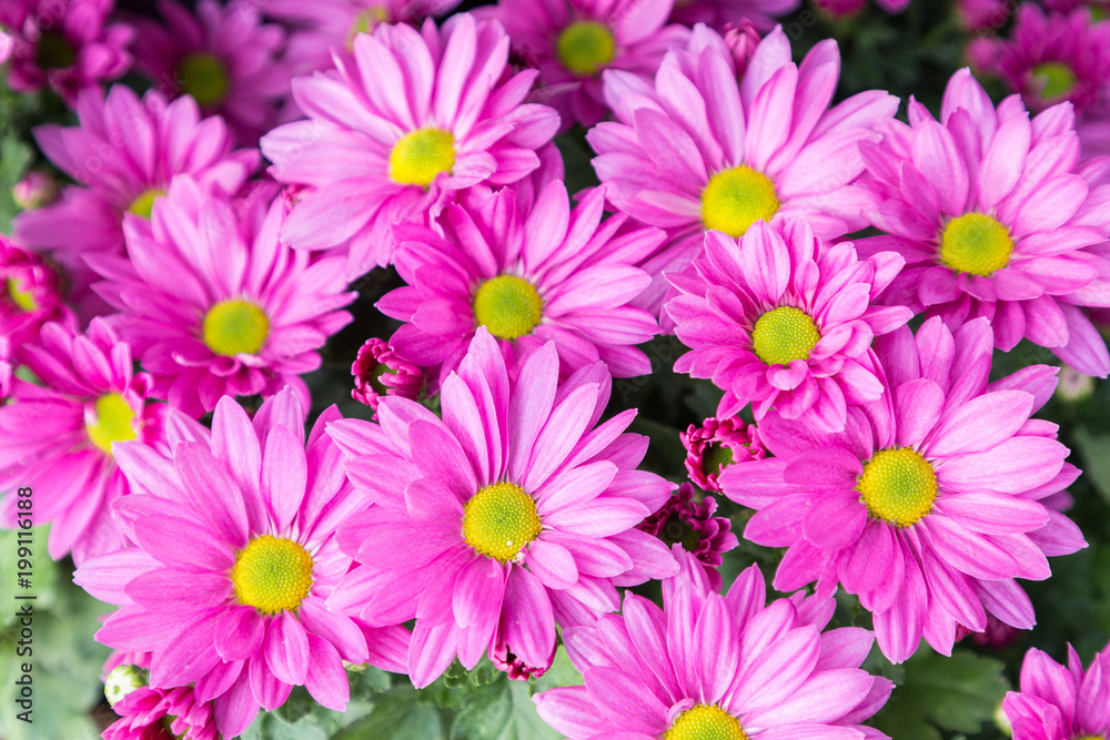 Flower and green leaf background in garden at sunny summer or spring day for postcard beauty decoration and agriculture concept design.