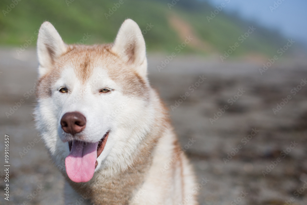 Close-up portrait of Siberian husky on the sea shore on sunny day in summer