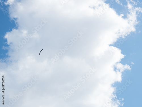 seagull flyin in the blue sky