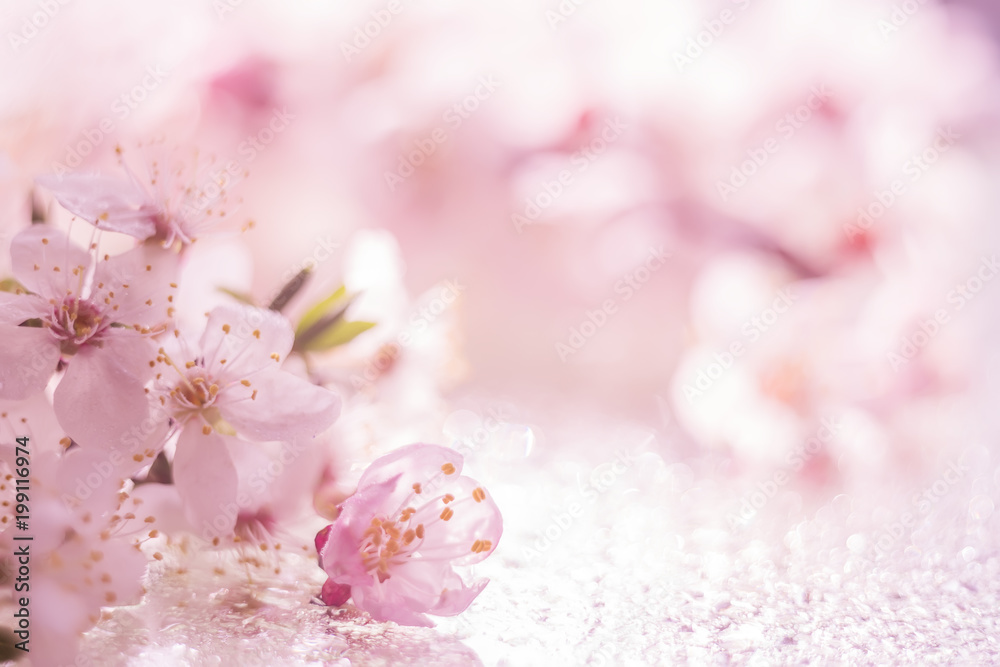 Flowers of apricot cherry close-up on a sparkling background . Delicate pink background.  Very soft selective focus.
