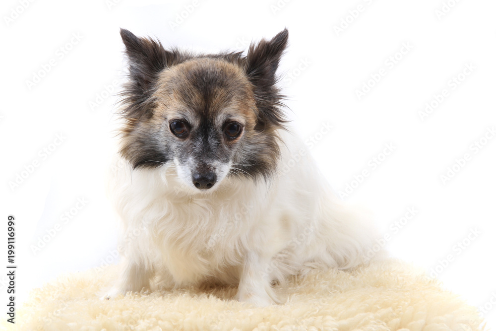 Obraz premium portrait of small chihuahua