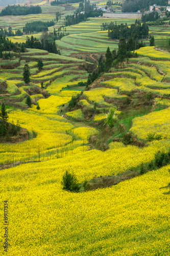 Valley with canola fields in China