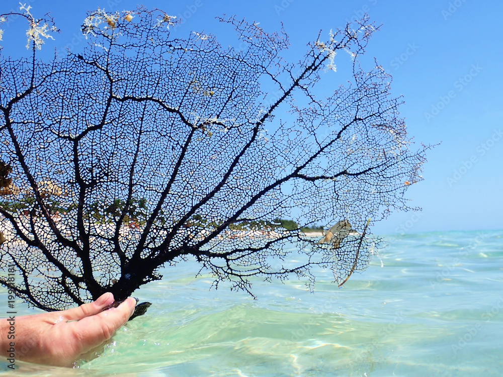 Obraz premium Black coral sea fan on the sea at Ancon beach, Trinidad, Cuba