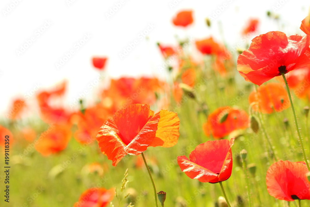 Fototapeta premium Poppies in the field