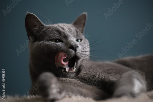 Fototapeta Naklejka Na Ścianę i Meble -  Beautiful cat