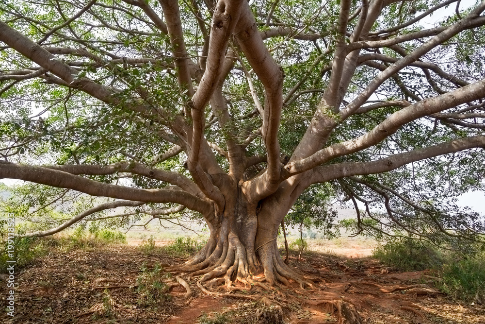 Branches clasped on the mighty banyan tree