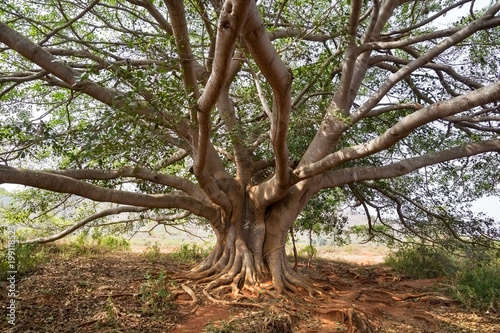 Branches clasped on the mighty banyan tree