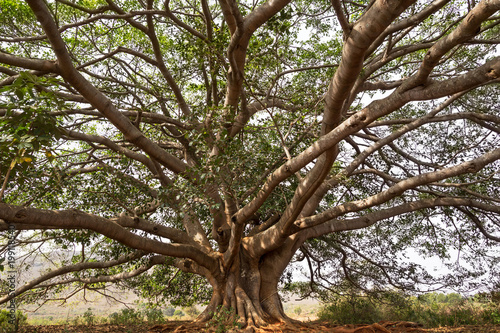 Banyan branches spread wide in near Inle Lake, Myanmar