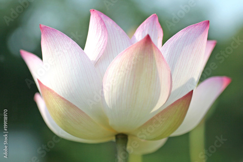 Lotus flower blooming. Flower background