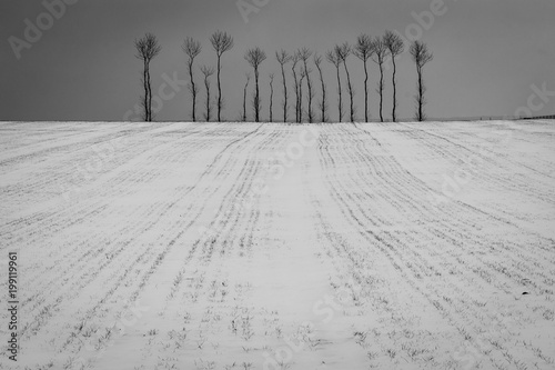 Obraz na płótnie Landscape with lonely trees and field at winter cloudy day somewhere in Poland w salonie