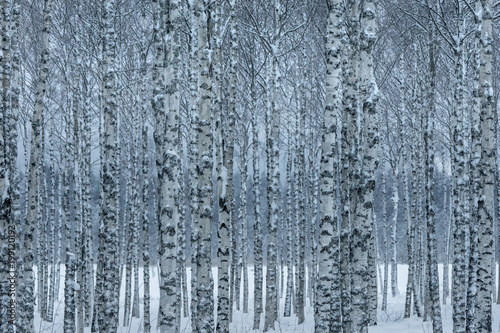 Hurst of birch trees with trees in a row in blue winter light