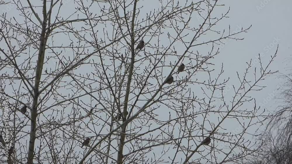 Flock of waxwings sitting on the trees. Birds and branches silhouettes against gray sky background. Cloudy winter day. Flock of waxwings sitting on the trees. Birds and branches silhouettes against gray sky background. Cloudy winter day.