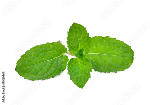 fresh mint leaves isolated on white background