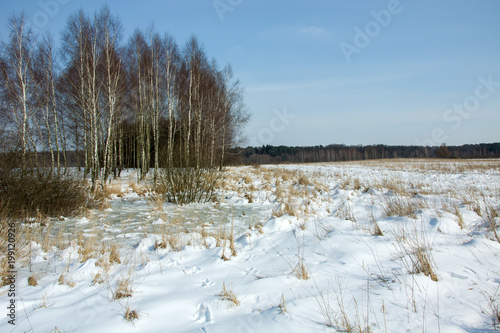 Snow on a wild meadow and birches