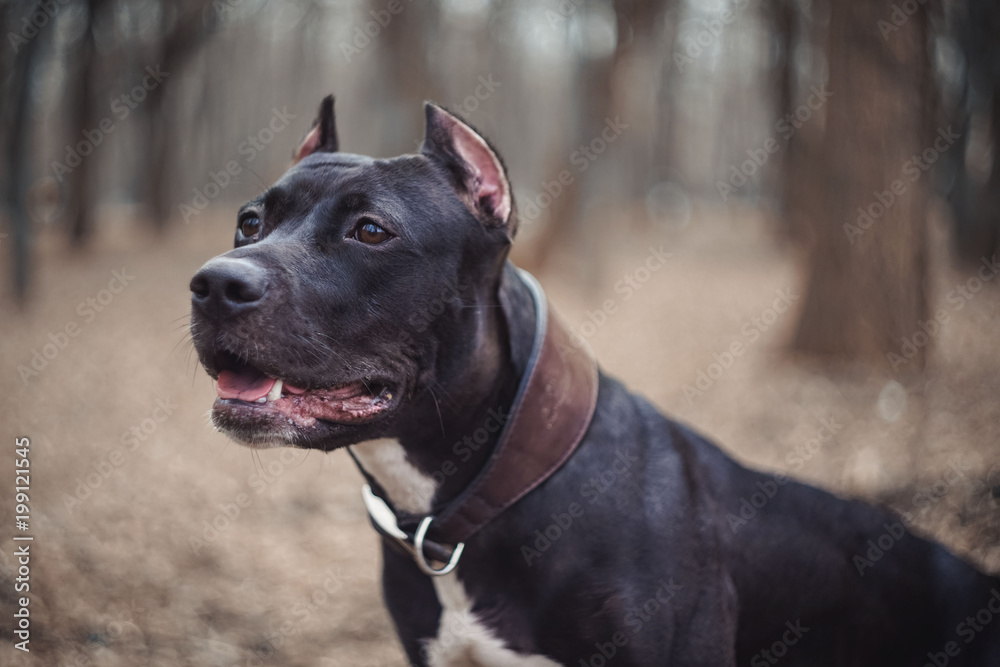 Portrait of a beautiful dog breed American Pit Bull Terrier black and white on the park Portrait of a beautiful dog breed American Pit Bull Terrier black and white on the park