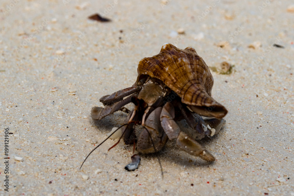 Hermit crab (lat. Paguroidea) Hermit crab (lat. Paguroidea) runs on sand, close up. 