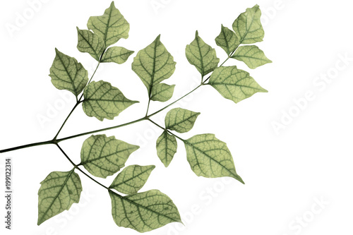 green leaf on isolate background