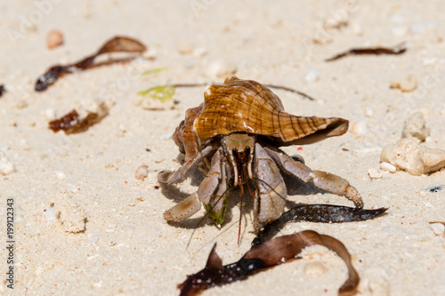 Hermit crab (lat. Paguroidea) Hermit crab (lat. Paguroidea) runs on sand, close up. 