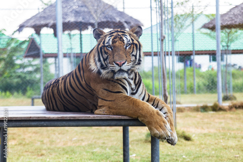 Fototapeta Naklejka Na Ścianę i Meble -  Tiger in the zoo