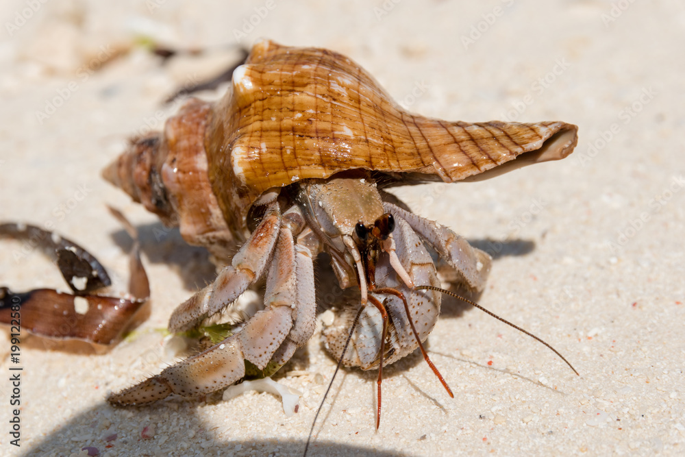 Hermit crab (lat. Paguroidea) Hermit crab (lat. Paguroidea) runs on sand, close up. 