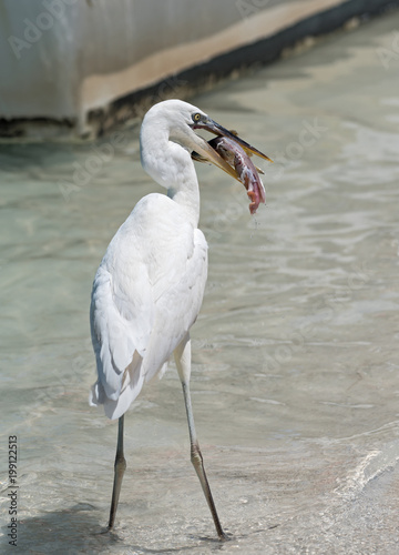 Great Egret (Ardea alba) eating a fish south of Holbox, Mexico