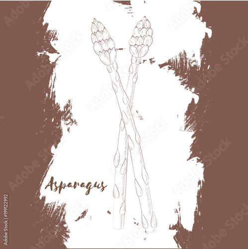 Asparagus.Hand drawn design. Vector illustration