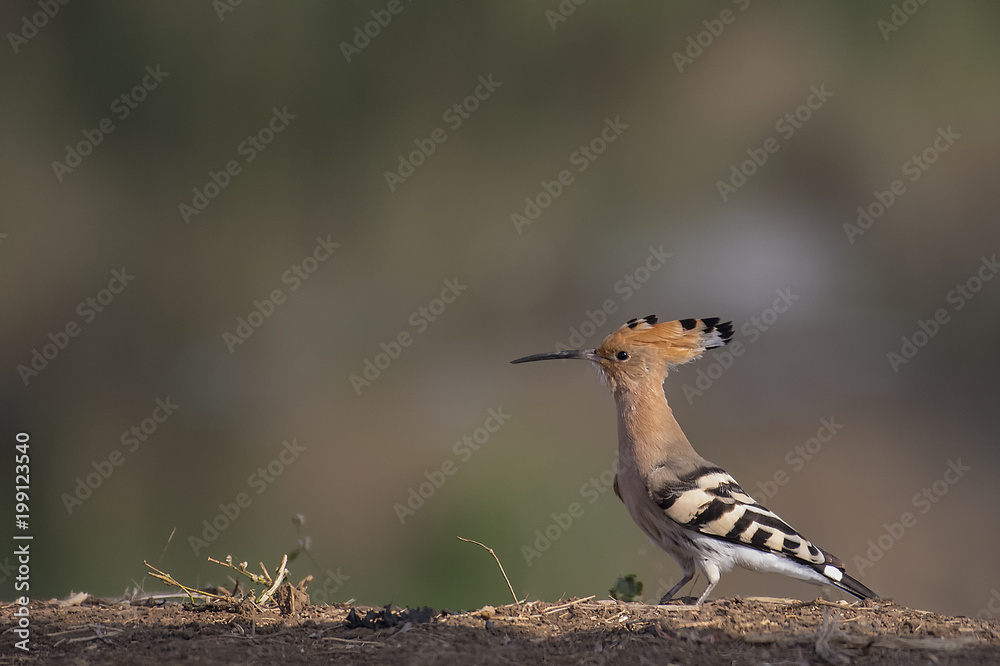 Bird :Close up of Eurasian Hoopoe Searching for Food