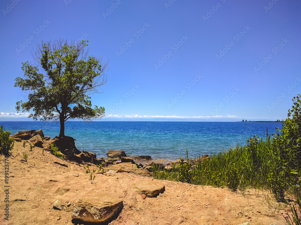 Fototapeta premium Tree on the wild coast
