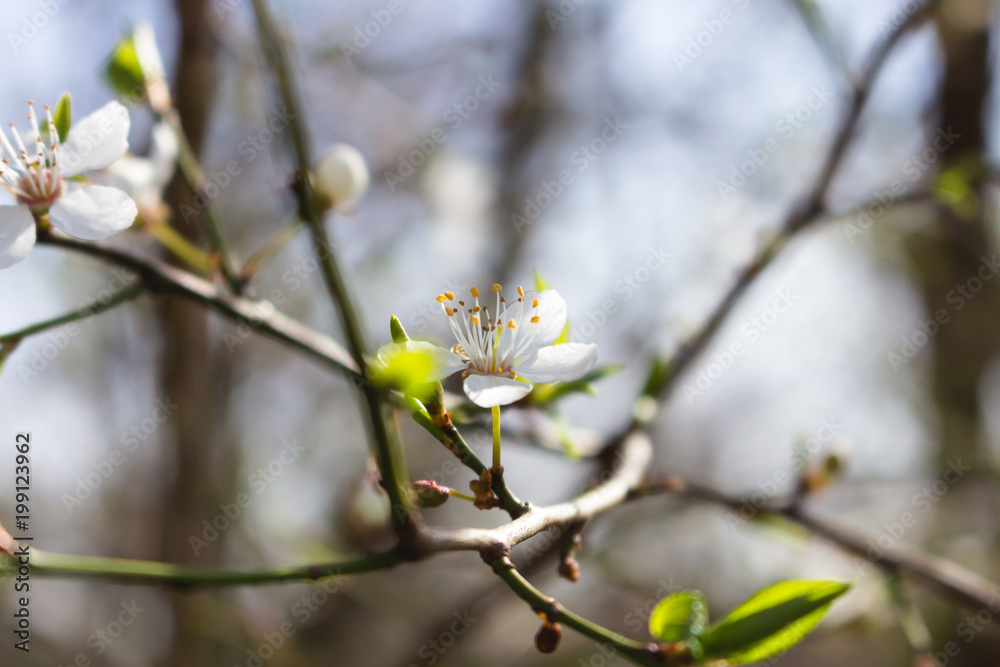 bloom bloom