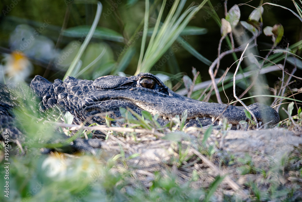 Fototapeta premium Alligator Hiding behind grass - Everglades National Park - Florida - 2017