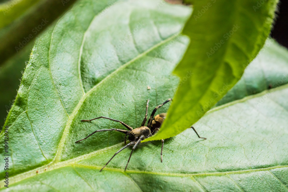 Spider on green leaf in the park Spider on green leaf in the park