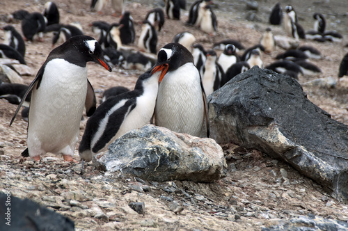 Livingston Island Antarctica, gentoo penguins with fledgling