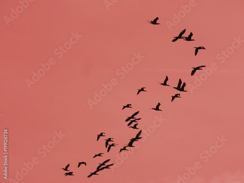 a group of flying cormorants