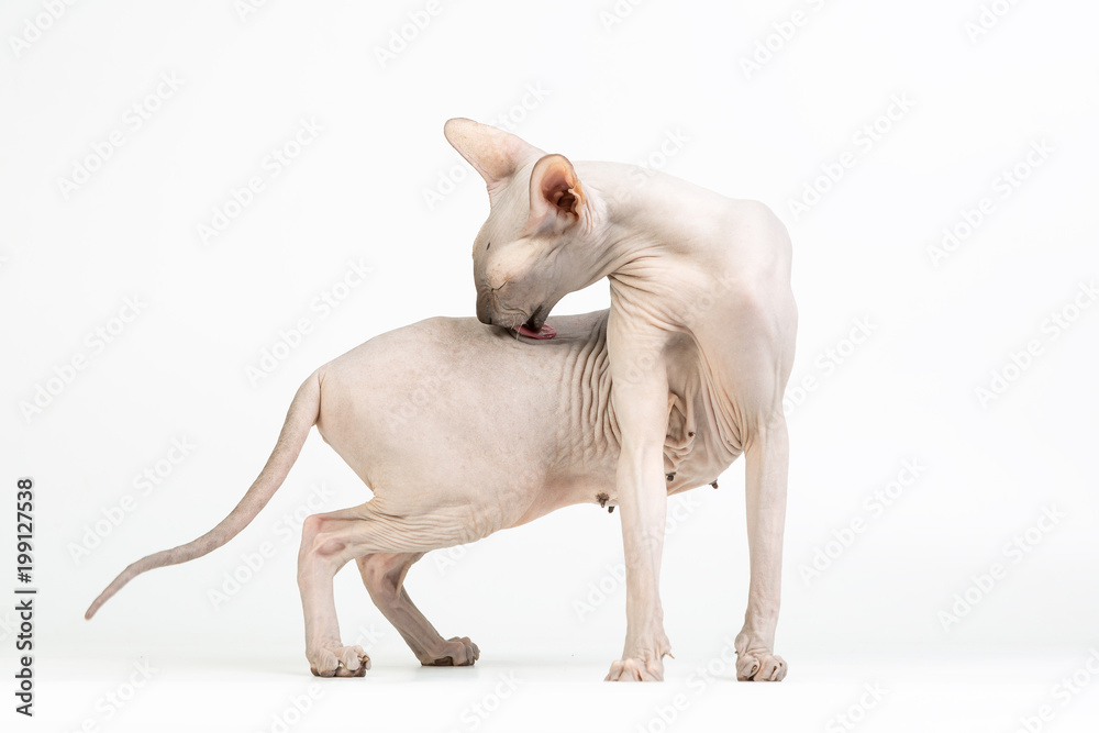 Bold sphinx cat with green eyes sitting and licking itself on white background