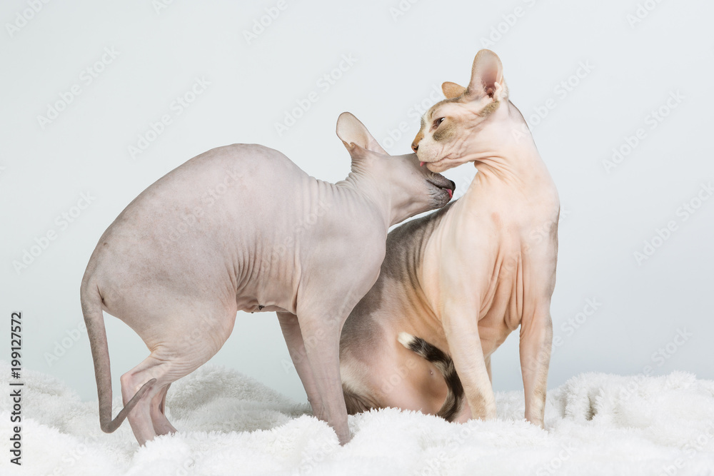 Fototapeta premium Two bold sphinx cats washing and licking itself on white background