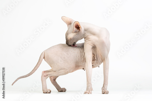 Bold sphinx cat with green eyes sitting and licking itself on white background © DaraGor