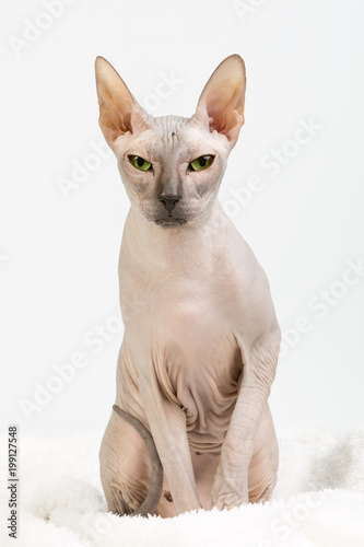Bold sphinx cat with green eyes sitting and looking at camera