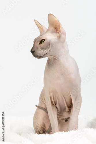 Bold sphinx cat with green eyes sitting and looking left on white studio background