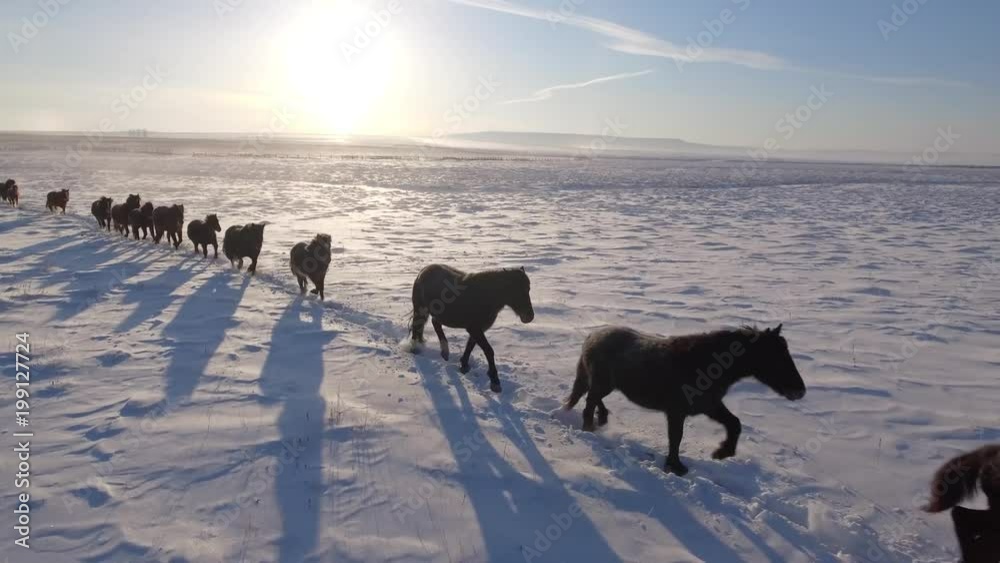 Herd wild horses run lined along snowfield field snow leader Freedom pasture animal Warm Cinematic orange suset. Winter frost cold. Buryatia Mongolia Russia. Happiness power. Blue sky. Aerial Follow Herd wild horses run lined along snowfield field snow leader Freedom pasture animal Warm Cinematic orange suset. Winter frost cold. Buryatia Mongolia Russia. Happiness power. Blue sky. Aerial Follow