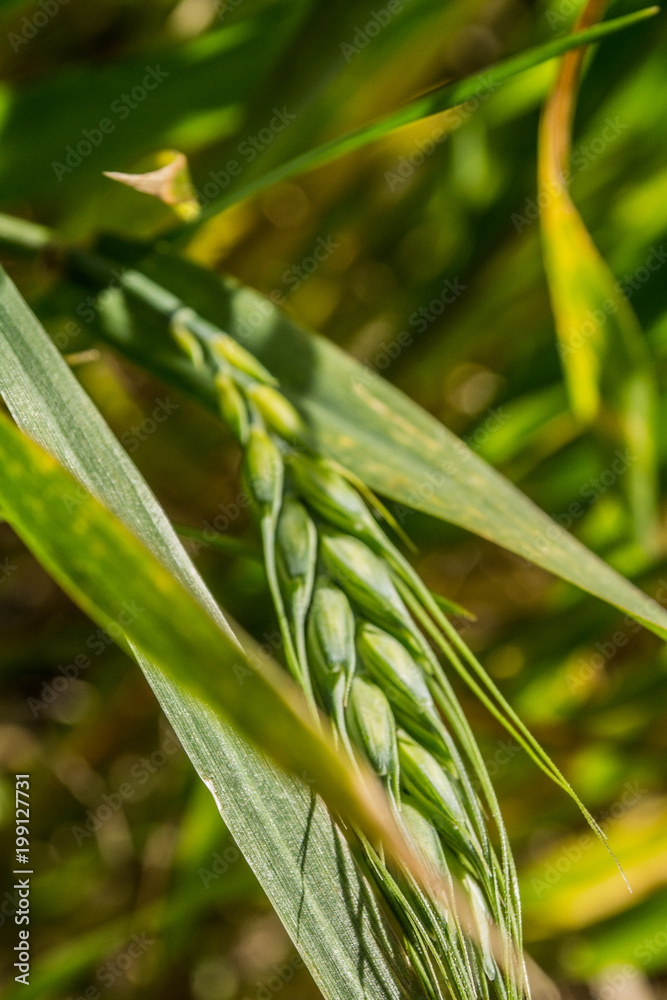 Fototapeta premium Barley. Country, farm.
