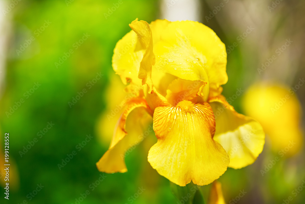 Closeup of beautiful delicate yellow iris flower, green blurred leaves in background