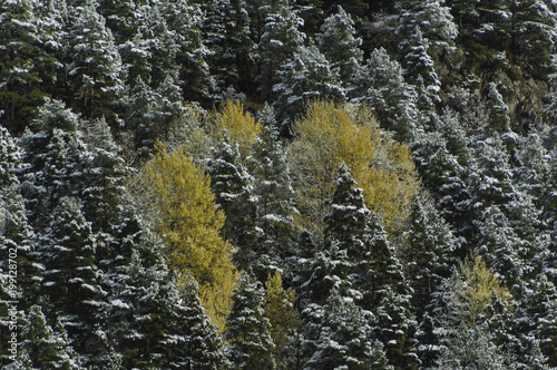 Arboles cubiertos por las primeras nieves photo