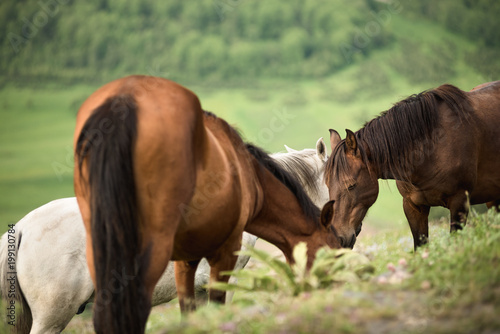 Horses grazing at a mountain valley.