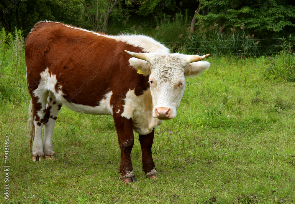 Hereford cow (Bos taurus). British breed of beef cattle.