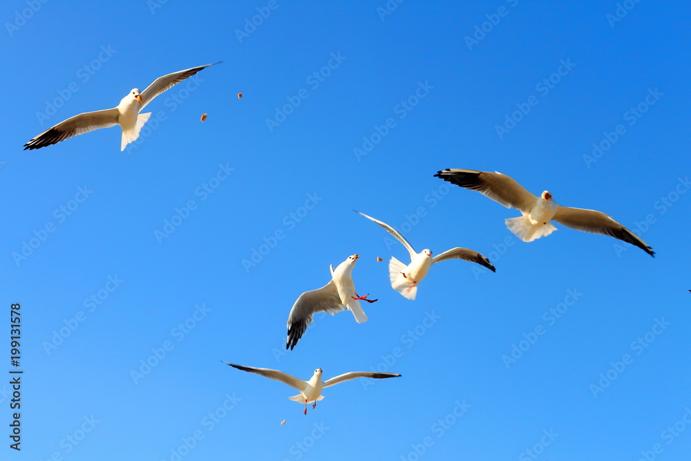 Flock of seagulls flying and eating food in the blue sky