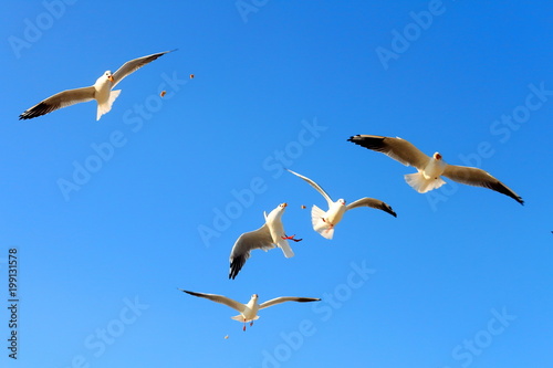 Flock of seagulls flying and eating food in the blue sky