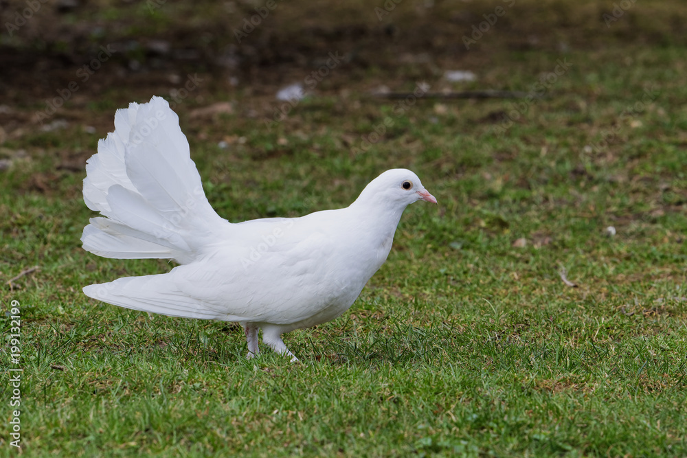 Beautiful white pigeon on the grass background Beautiful white pigeon on the grass background
