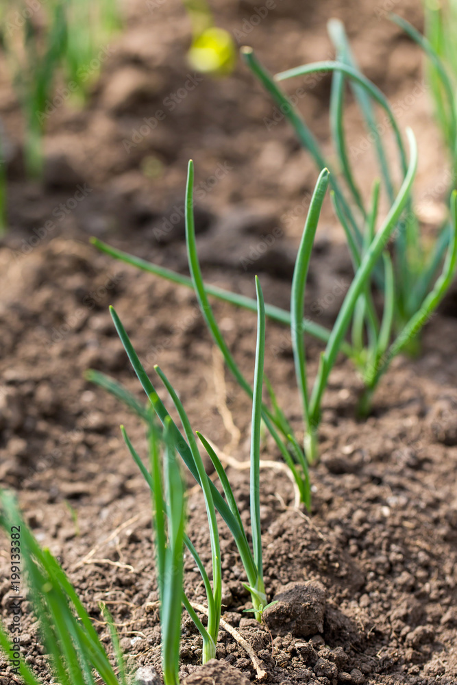 Cultivation of green onion on the open ground Cultivation of green onion on the open ground